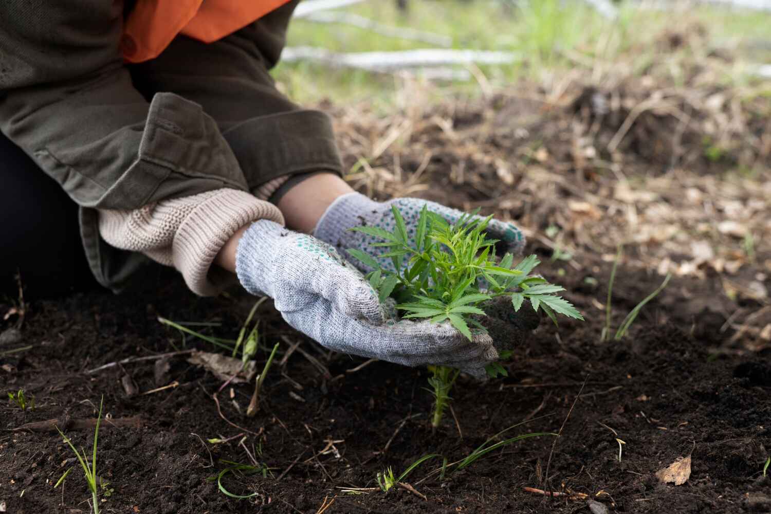 Best Local Tree Services  in Wells, MN